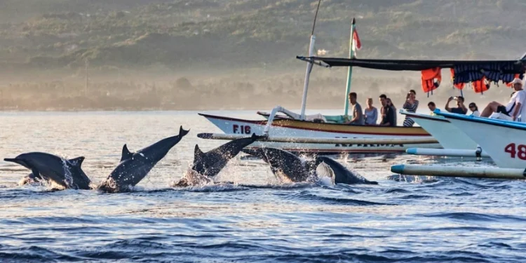 Pantai Lovina, Destinasi Melihat Lumba-lumba di Bali Bagian Utara